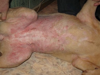 التهاب الجلد في حيوانات
