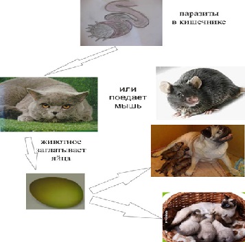 схема заражения паразитамы у животных