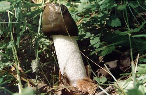 houba Veselka