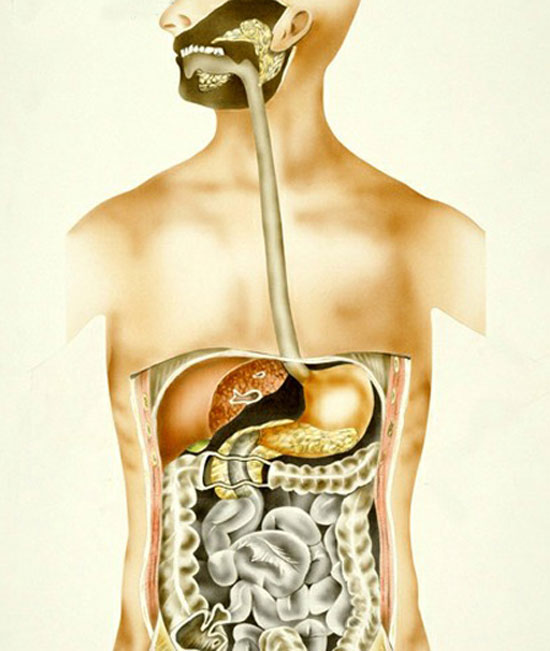 органы пищеварения