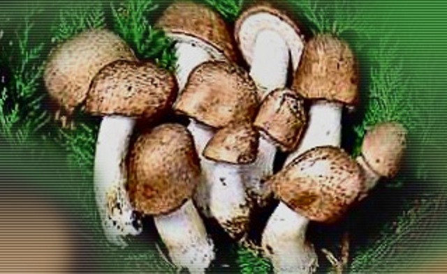 лечение грибами агарик бразильский