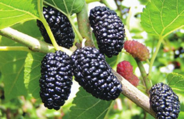léčivé vlastnosti Mulberry