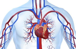 Захворювання серцево-судинної системи