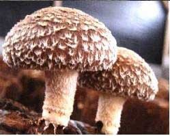 лечение грибами