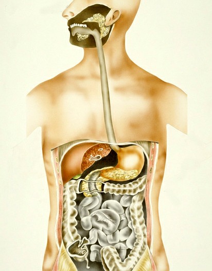 choroby układu pokarmowego