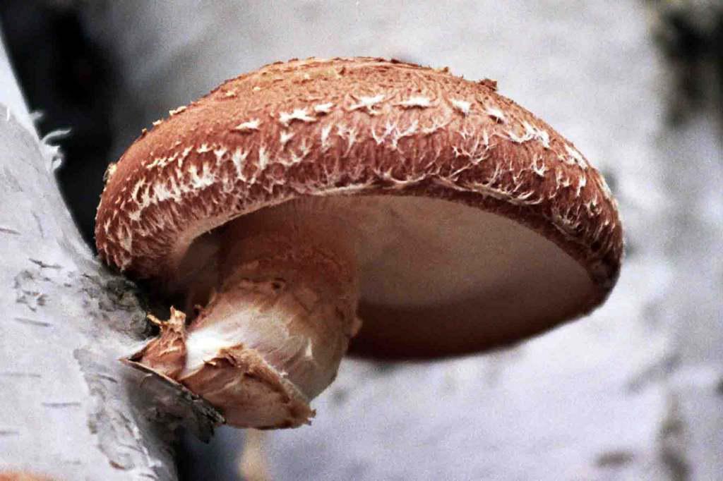 Terapeutická shiitake houby
