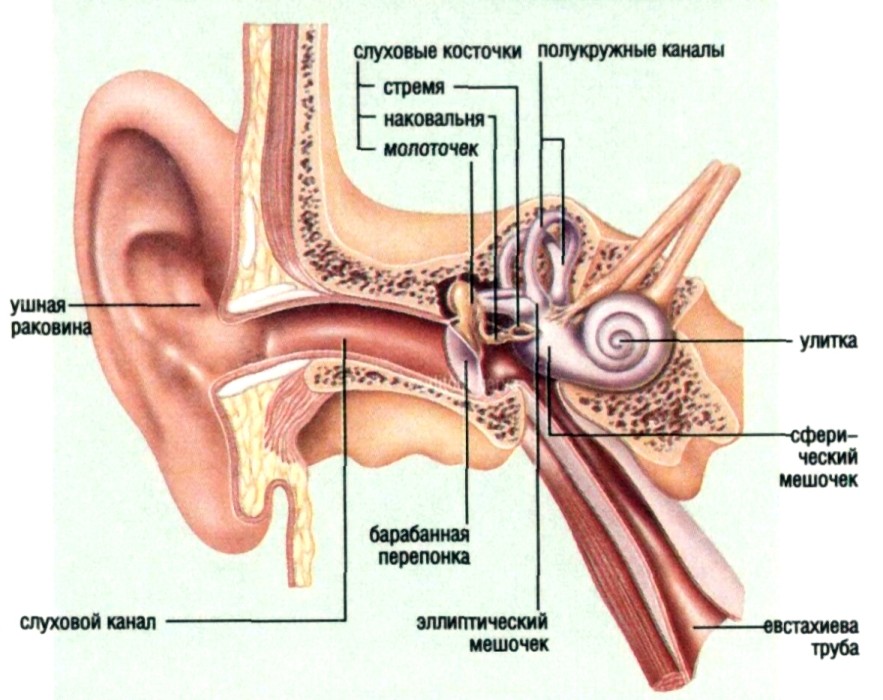 Mezi hlavní příčiny zánětu středního ucha