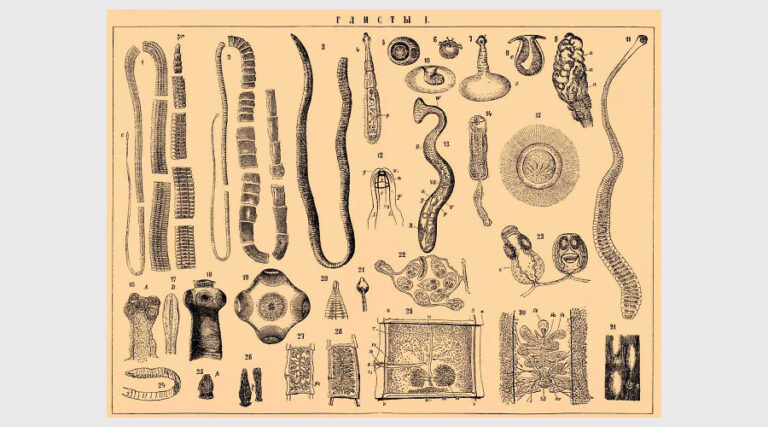 Основные виды гельминтов (паразитов), вызывающих инвазии у человека. Симптоматика. Пути заражения