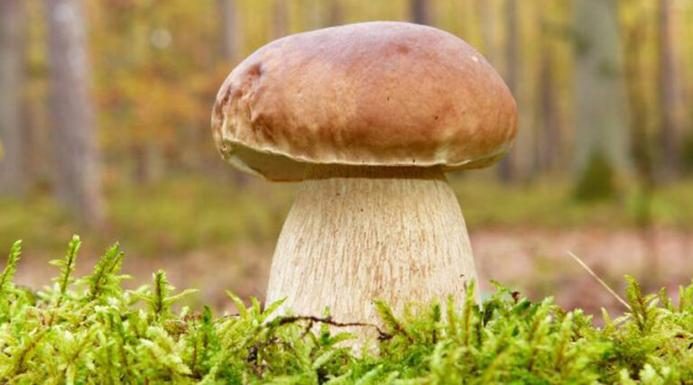 Белый гриб от болезней (Boletus edulis, Fr)