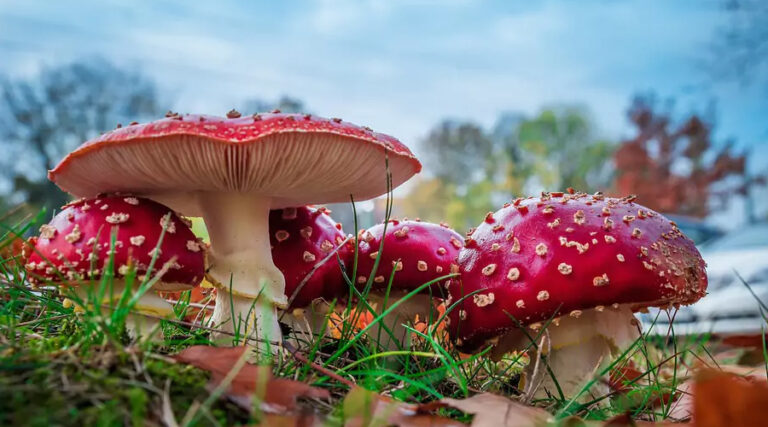 Мухомор красный — лечебные свойства